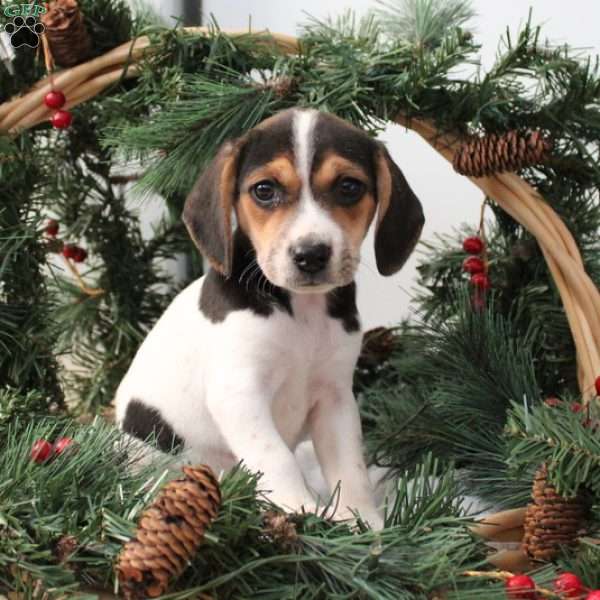 Allie, Jack Russell Mix Puppy