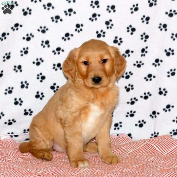 Allie, Golden Retriever Puppy