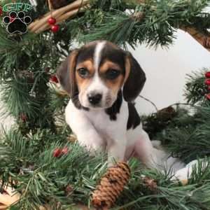 Allie, Jack Russell Mix Puppy