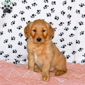 Allie, Golden Retriever Puppy