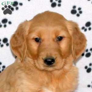 Allie, Golden Retriever Puppy