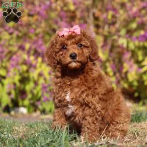 Allison, Maltipoo Puppy