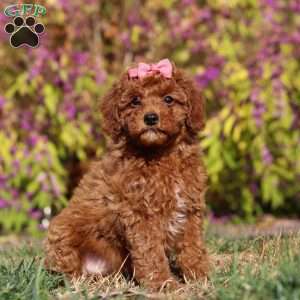 Allison, Maltipoo Puppy