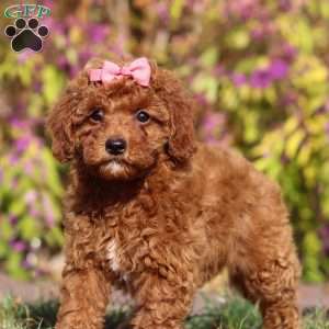 Allison, Maltipoo Puppy