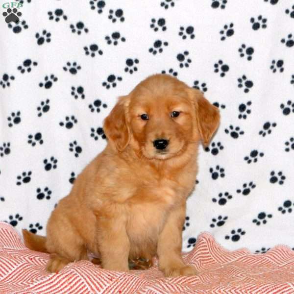 Amanda, Golden Retriever Puppy