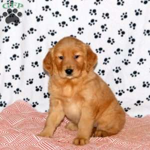 Amanda, Golden Retriever Puppy