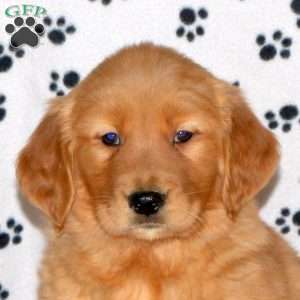 Amanda, Golden Retriever Puppy