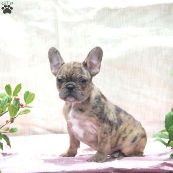 Amber, Frenchton Puppy