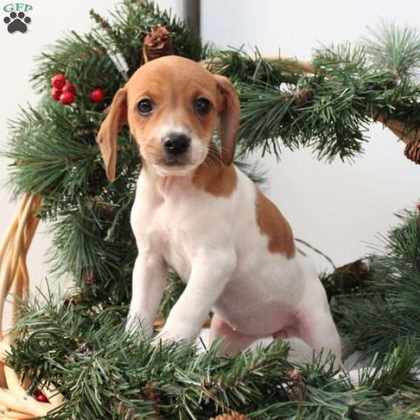 Amber, Jack Russell Mix Puppy