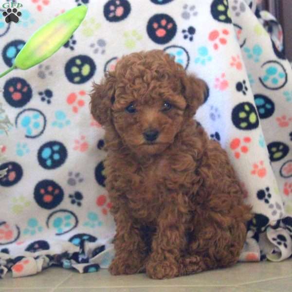 Amber, Toy Poodle Puppy