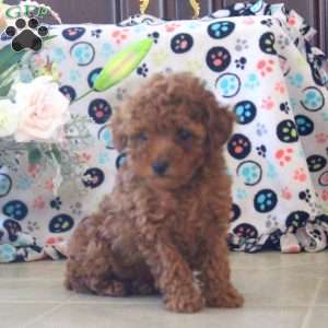 Amber, Toy Poodle Puppy