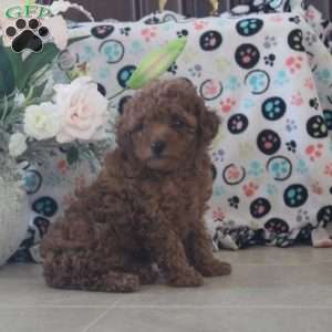 Amber, Toy Poodle Puppy