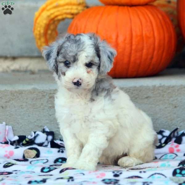 Amelia, Mini Labradoodle Puppy