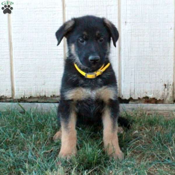 Amelia, German Shepherd Puppy