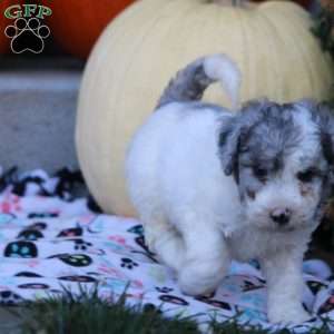 Amelia, Mini Labradoodle Puppy