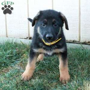 Amelia, German Shepherd Puppy