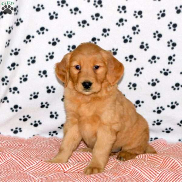 Amy, Golden Retriever Puppy