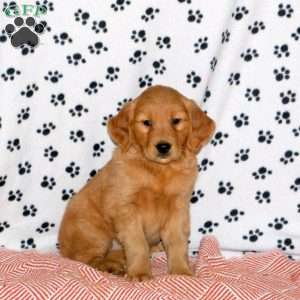 Amy, Golden Retriever Puppy