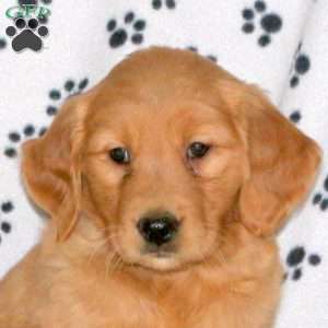 Amy, Golden Retriever Puppy