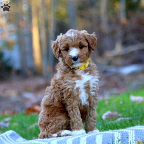 Amy, Mini Goldendoodle Puppy