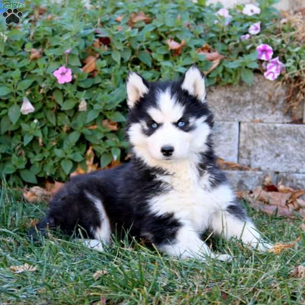 Amy, Siberian Husky Puppy