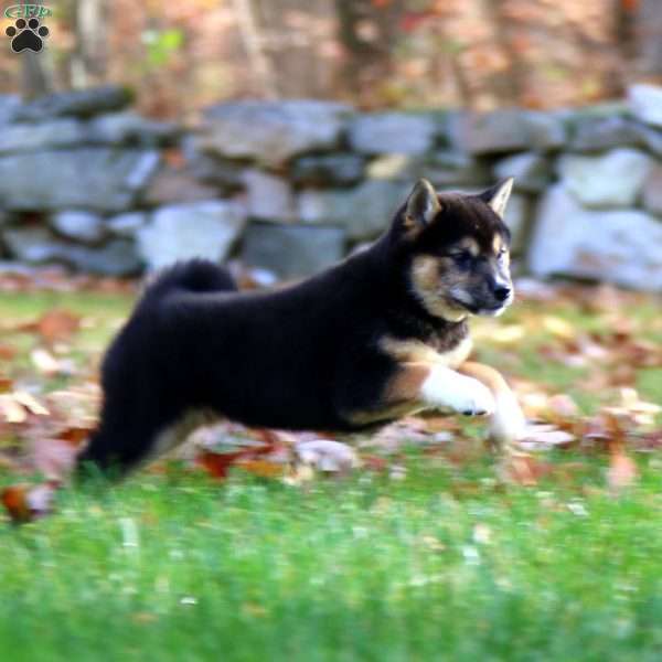 Amy, Shiba Inu Puppy