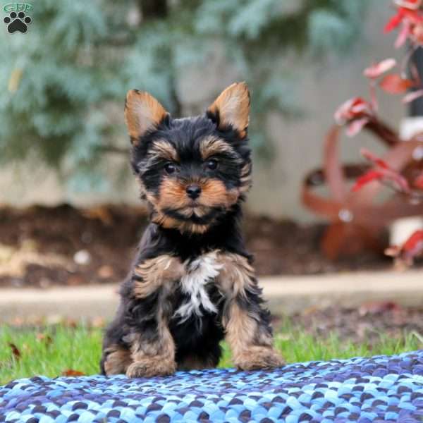 Amy, Yorkie Puppy