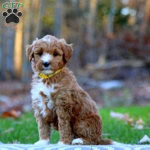 Amy, Mini Goldendoodle Puppy