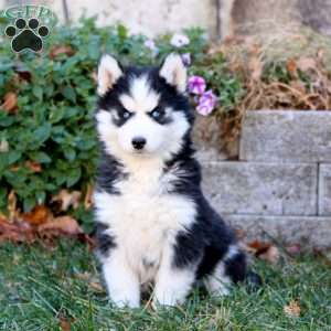 Amy, Siberian Husky Puppy