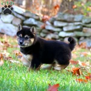 Amy, Shiba Inu Puppy