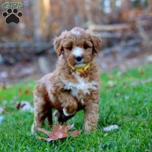 Amy, Mini Goldendoodle Puppy