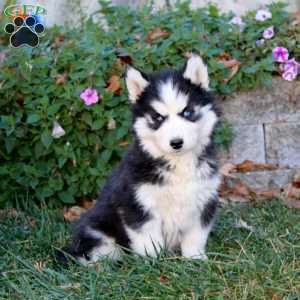 Amy, Siberian Husky Puppy