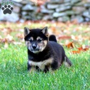 Amy, Shiba Inu Puppy