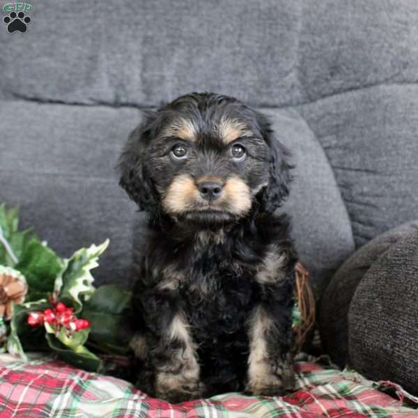 Amy, Cavapoo Puppy