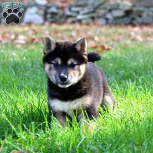 Amy, Shiba Inu Puppy