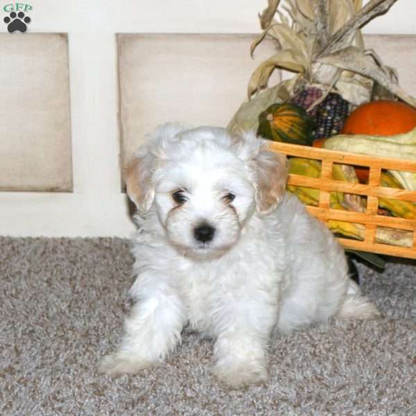 Anchor, Maltipoo Puppy