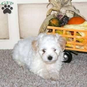 Anchor, Maltipoo Puppy