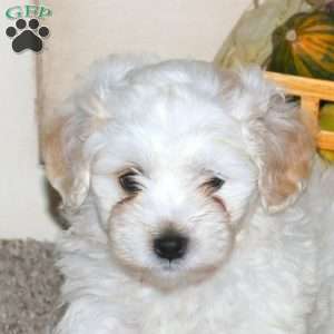 Anchor, Maltipoo Puppy