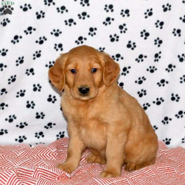 Andy, Golden Retriever Puppy