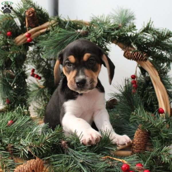 Andy, Jack Russell Mix Puppy