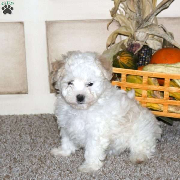 Andy, Maltipoo Puppy