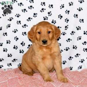 Andy, Golden Retriever Puppy