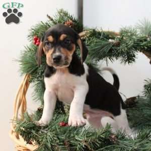 Andy, Jack Russell Mix Puppy