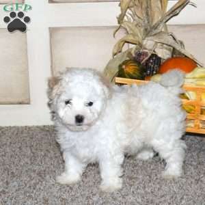 Andy, Maltipoo Puppy