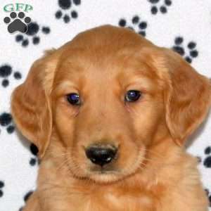 Andy, Golden Retriever Puppy