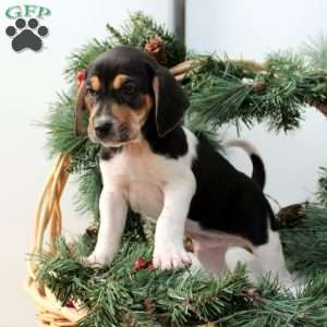 Andy, Jack Russell Mix Puppy