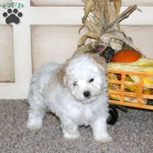 Andy, Maltipoo Puppy