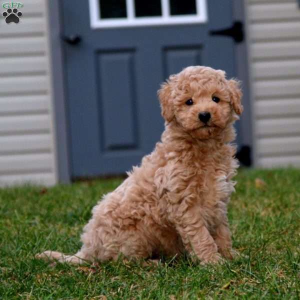 Andy, Mini Goldendoodle Puppy