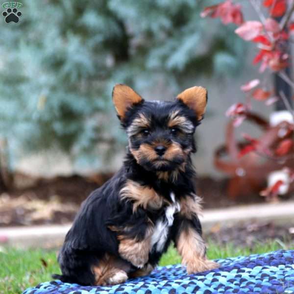 Andy, Yorkie Puppy