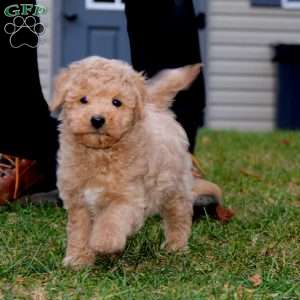 Andy, Mini Goldendoodle Puppy